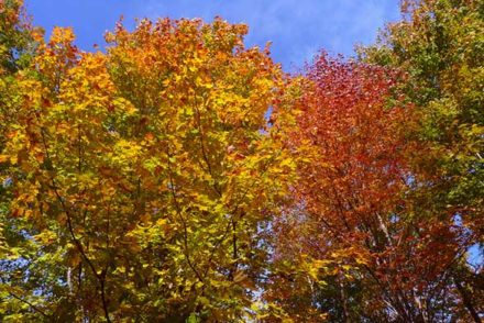 automne québec