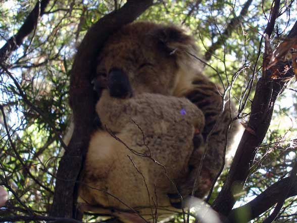 Great Ocean Road Australie  Koala