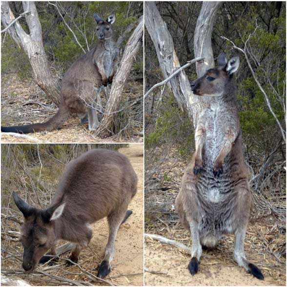 Walabi Australie Kangaroo 
