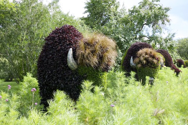 bison sculptures plantes
