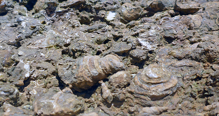cimetière fossiles krabi