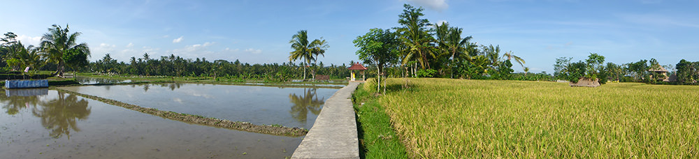 Rizières Ubud, Bali