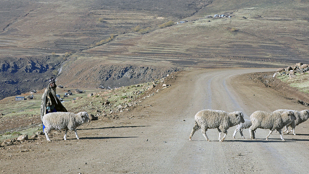 Basotho moutons