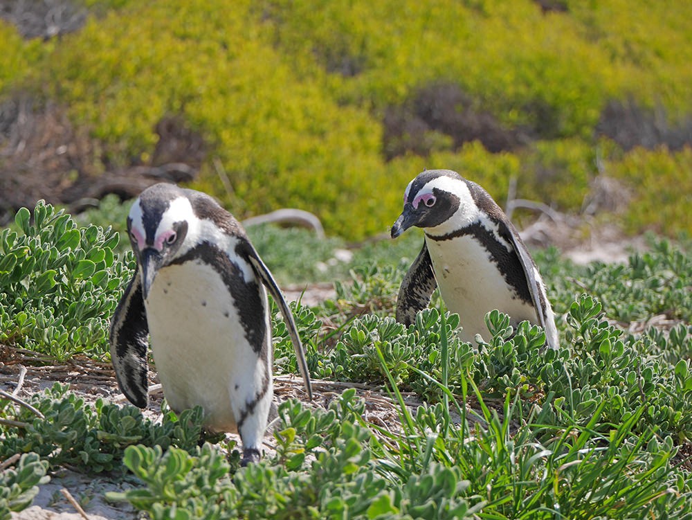 Cape Town Manchot Pingouin 2