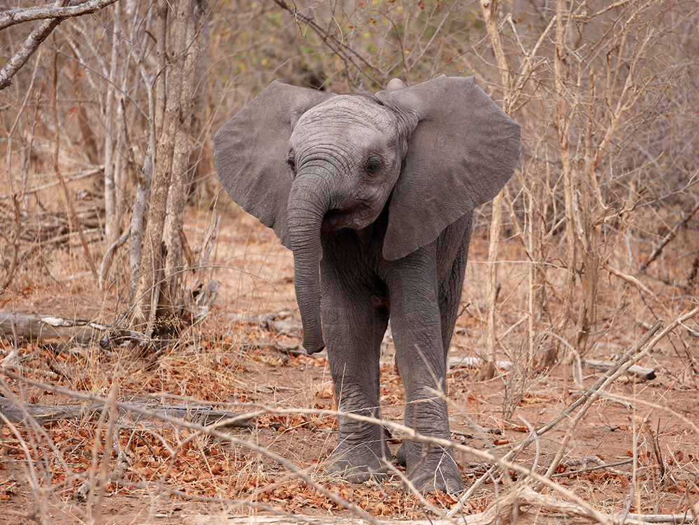 Baby elephant Afrique du Sud Kruger