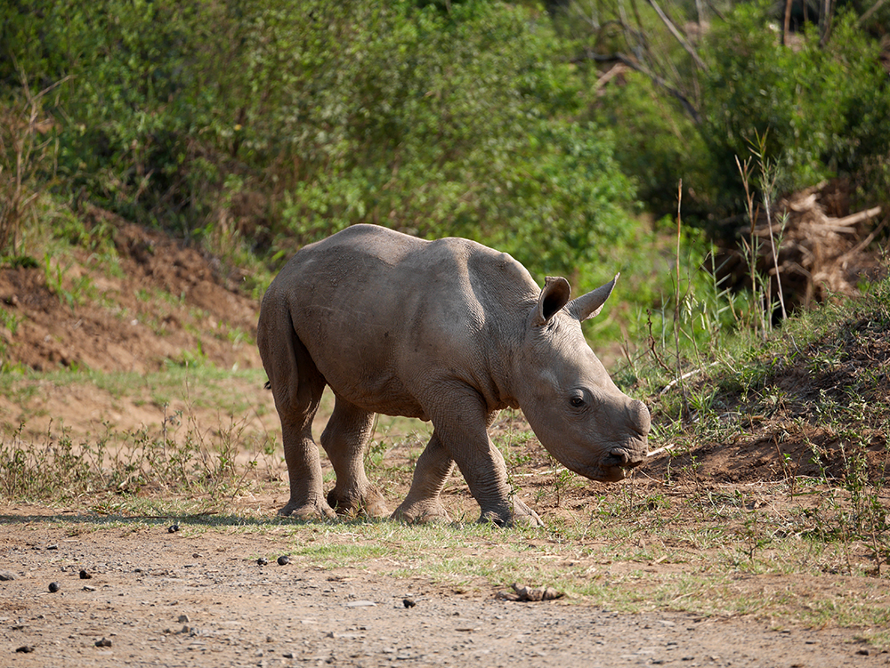 Baby Rhino Afrique du Sud
