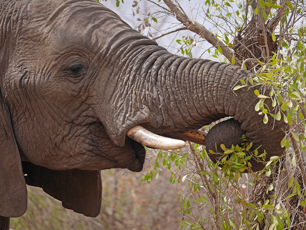 Elephant Safari Kruger