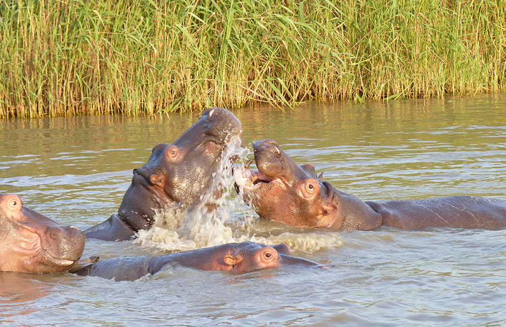 Hippopotame Safari