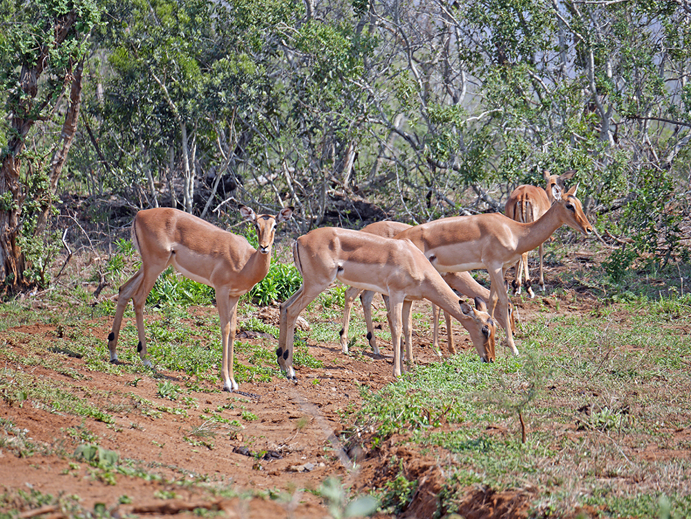 Impala Safari