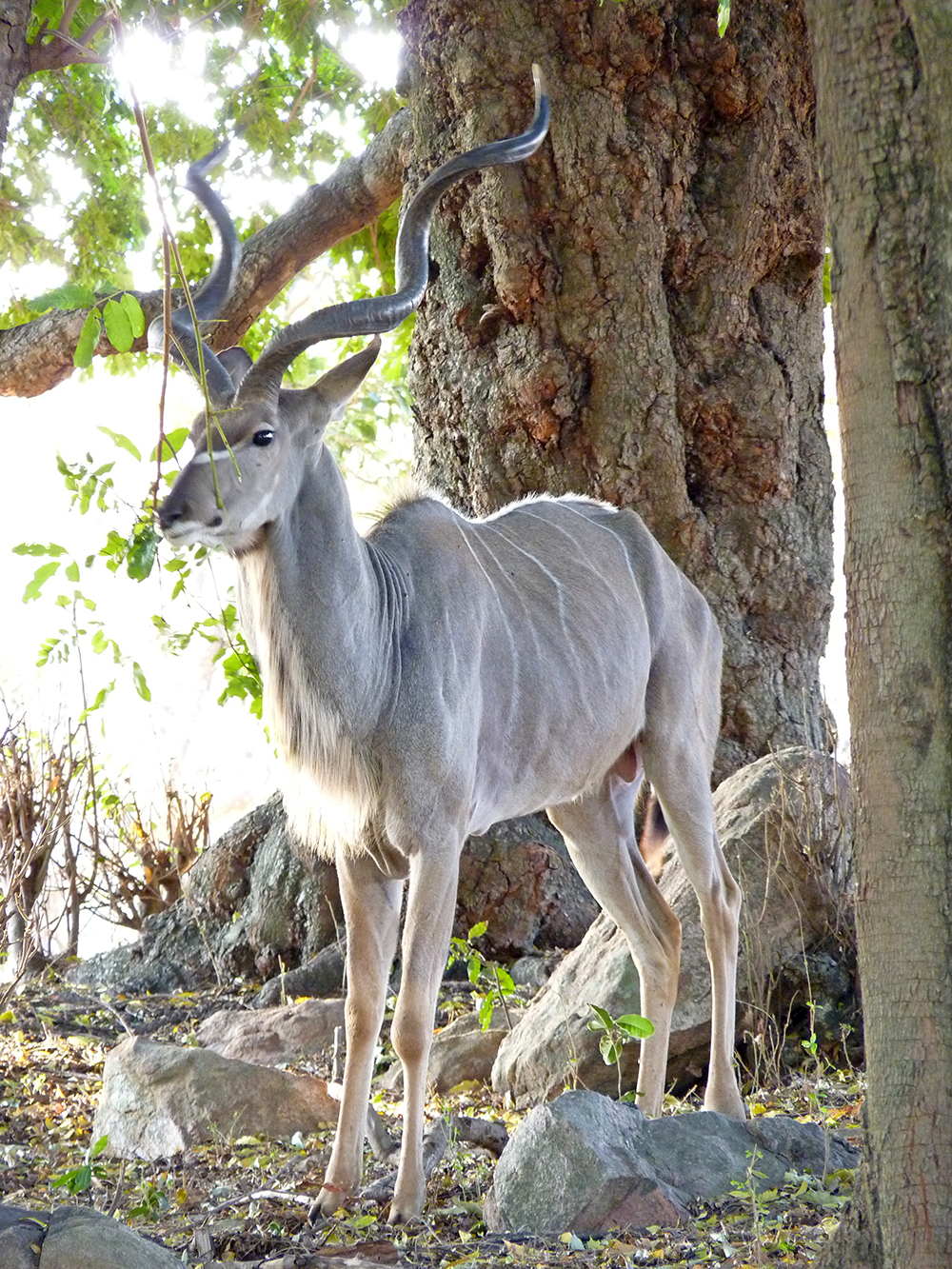 Kudu Afrique du Sud