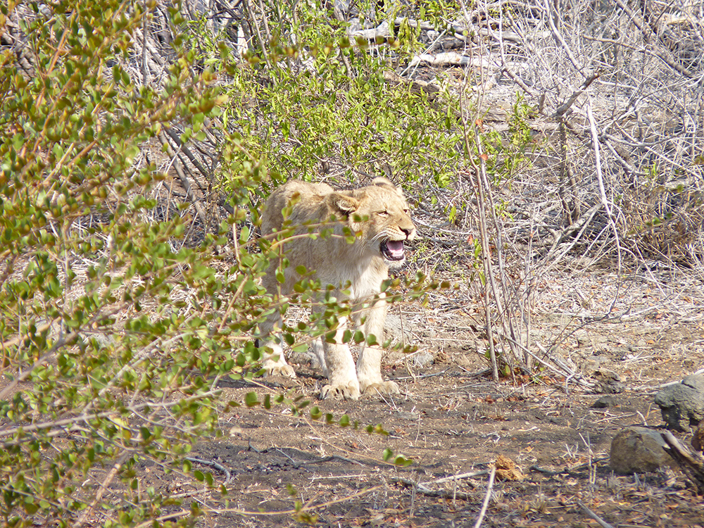 Lionceau Afrique du Sud Safari