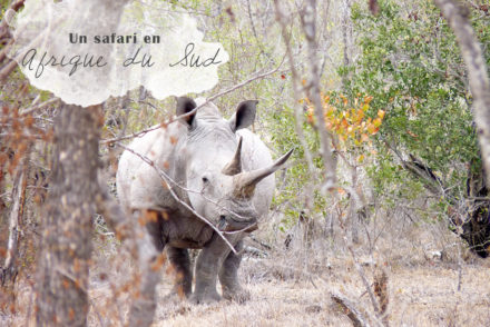 Rhinoceros BLanc Afrique du Sud