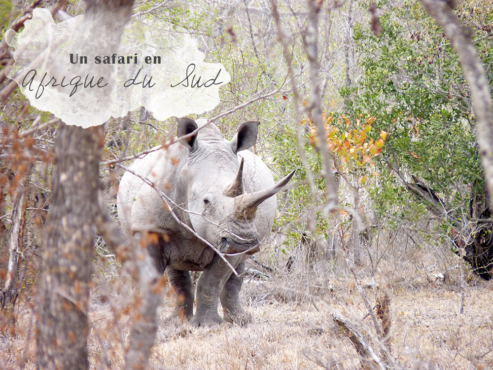 Rhinoceros BLanc Afrique du Sud