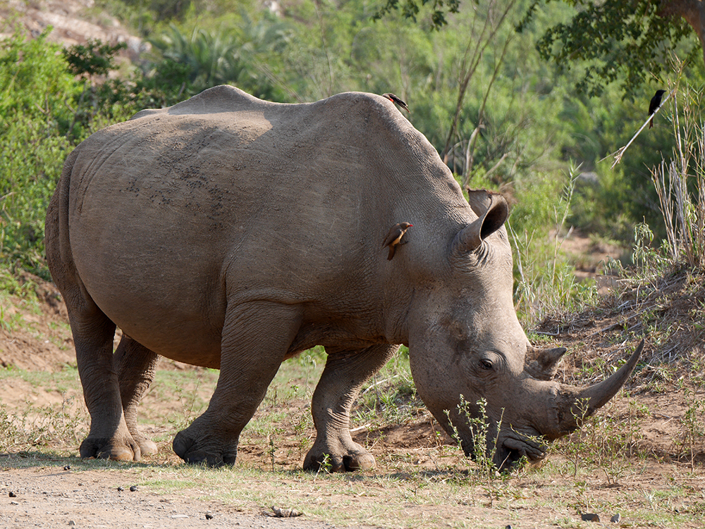 Rhinoceros Parc Kruger