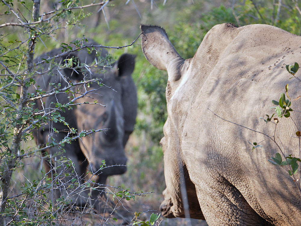 Safari Kruger Rhinoceros Face a face