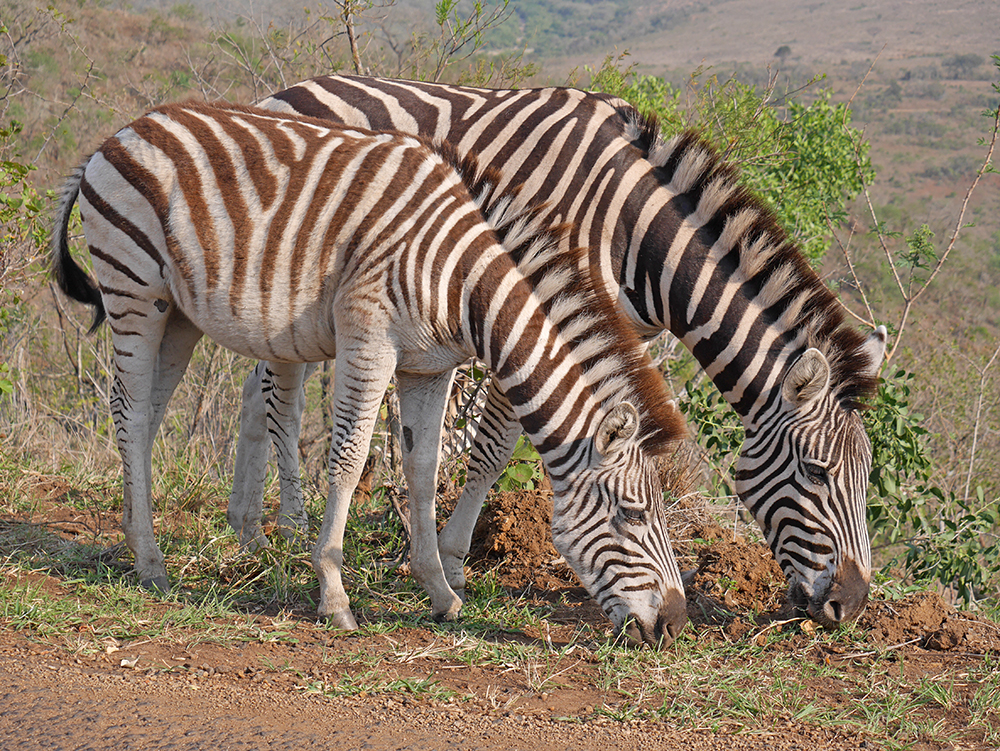 Zebre Safari Afrique du Sud